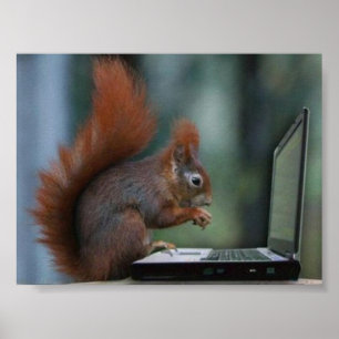 Eichhörnchen auf dem Laptop-Poster Poster