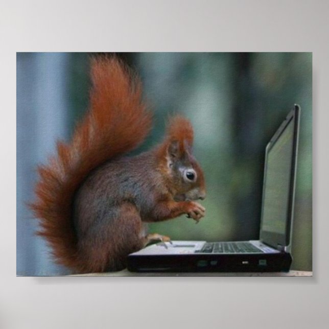 Eichhörnchen auf dem Laptop-Poster Poster (Vorne)