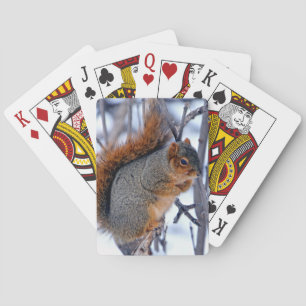 Eichhörnchen auf den im Winterschnee bedeckten Zwe Spielkarten