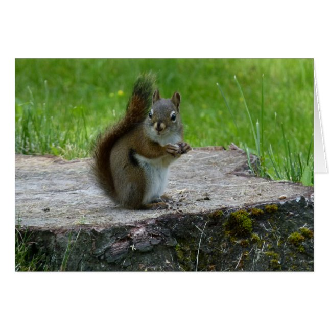 Eichhörnchen auf der Baumstumpf-Notizkarte (Vorderseite (Horizontal))