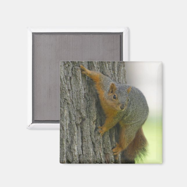 Eichhörnchen auf der Seite des Baummagneten Magnet (Vorderseite/Rückseite)