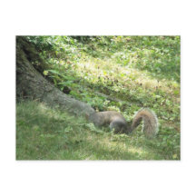 Eichhörnchen auf der Suche nach Nüssen
