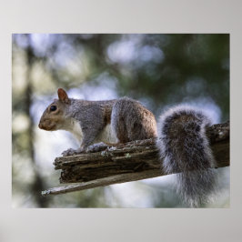 Eichhörnchen auf einem Ast sitzend Poster
