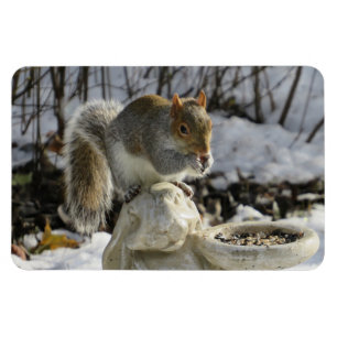 Eichhörnchen auf Kaninchenvogelfutter Magnet