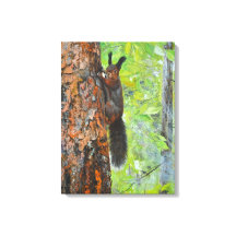 Eichhörnchen auf Kiefer – realistische Ölgemälde
