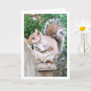 Eichhörnchen auf Pfosten Karte