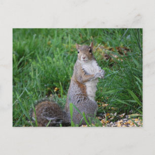 Eichhörnchen auf Postkarte