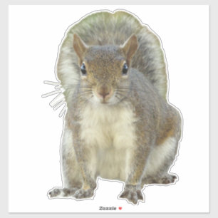 Eichhörnchen Aufkleber