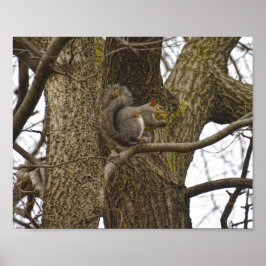 Eichhörnchen aus Ostgraue Eating Oak Blume Poster
