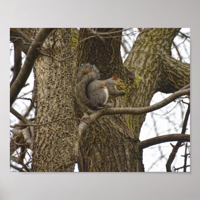 Eichhörnchen aus Ostgraue Eating Oak Blume Poster (Vorne)