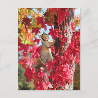 Eichhörnchen aus rotem Herbstbaum Postkarte