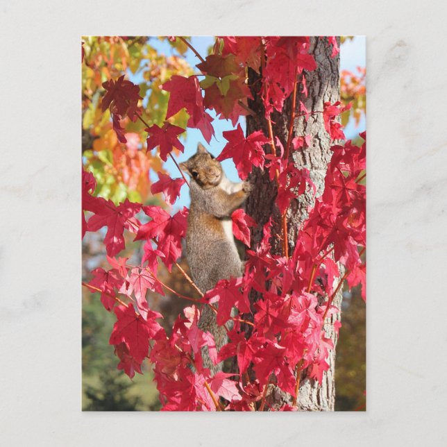 Eichhörnchen aus rotem Herbstbaum Postkarte (Vorderseite)