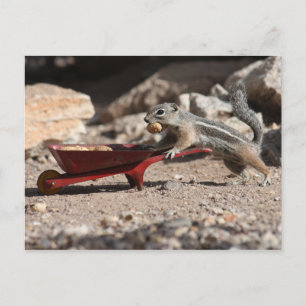 Eichhörnchen-Bauer Postkarte