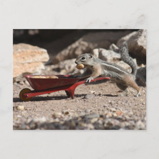 Eichhörnchen-Bauer Postkarte