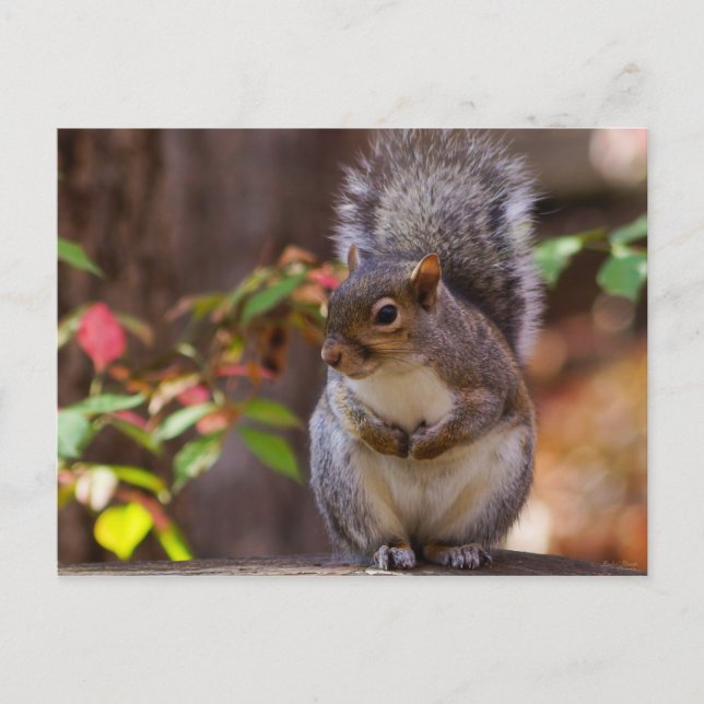 Eichhörnchen beginnt geduldig postkarte (Vorderseite)