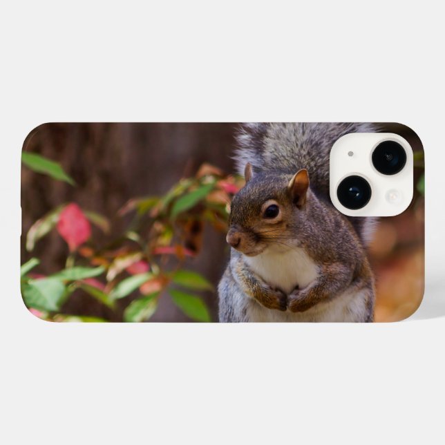 Eichhörnchen Begs iPhone Case (Rückseite (Horizontal))