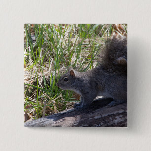 Eichhörnchen Button