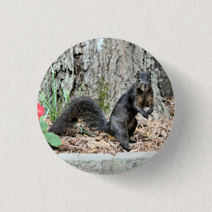 Eichhörnchen Button