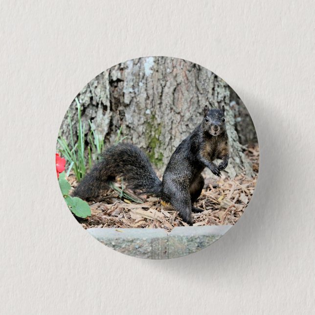 Eichhörnchen Button (Vorderseite)