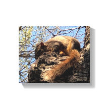 Eichhörnchen Canvas Print