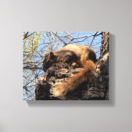 Eichhörnchen Canvas Print Leinwanddruck