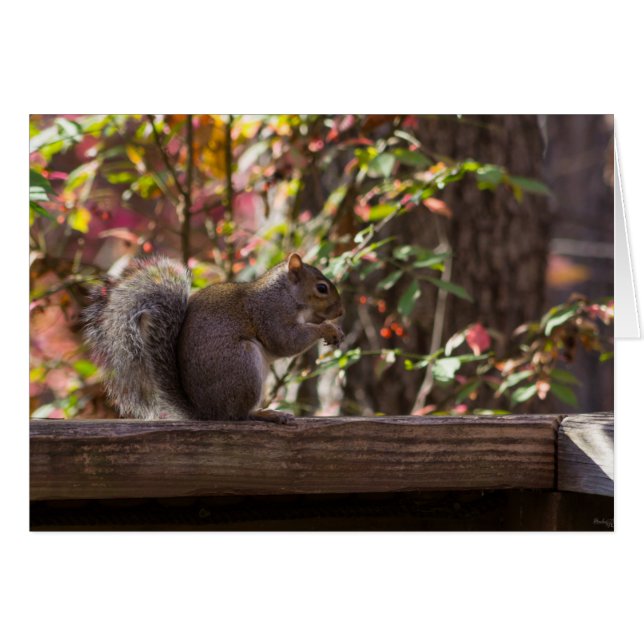 Eichhörnchen Chow Time (Vorderseite (Horizontal))