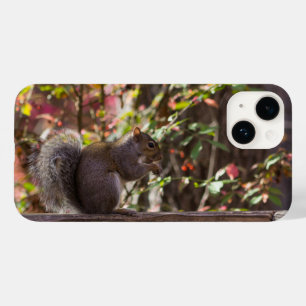 Eichhörnchen Chow Time iPhone Case