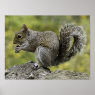 Eichhörnchen, das auf Felsen isst Poster