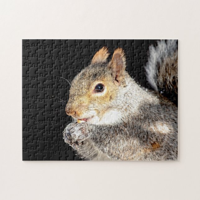 Eichhörnchen, das eine Nuss isst (Horizontal)