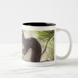 Eichhörnchen, das einen Kiefernkegel 2 isst Zweifarbige Tasse