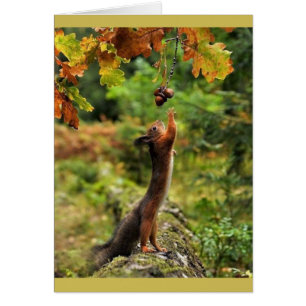 Eichhörnchen, das für Eicheln an einem Fall-Tag
