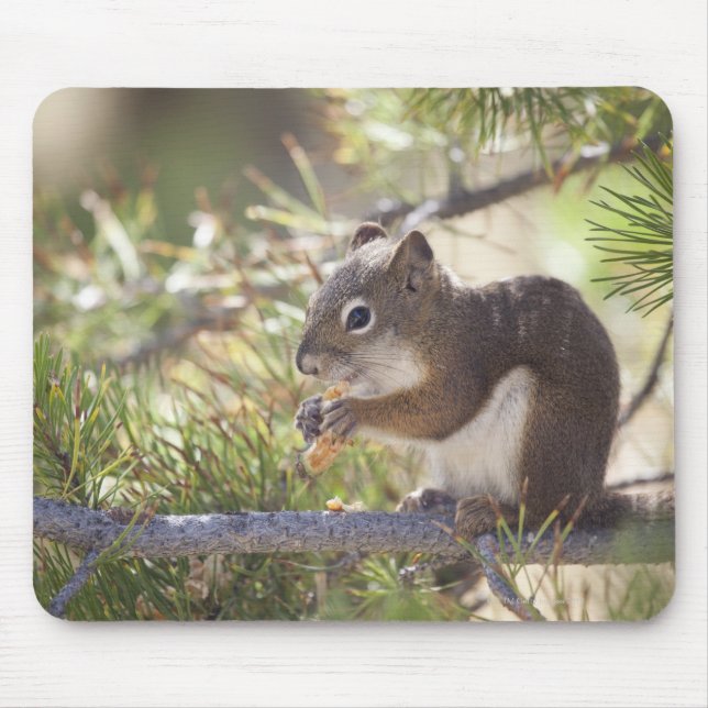 Eichhörnchen, das Kiefernzapfen 2 isst Mousepad (Vorne)