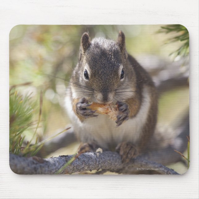 Eichhörnchen, das Kiefernzapfen isst Mousepad (Vorne)