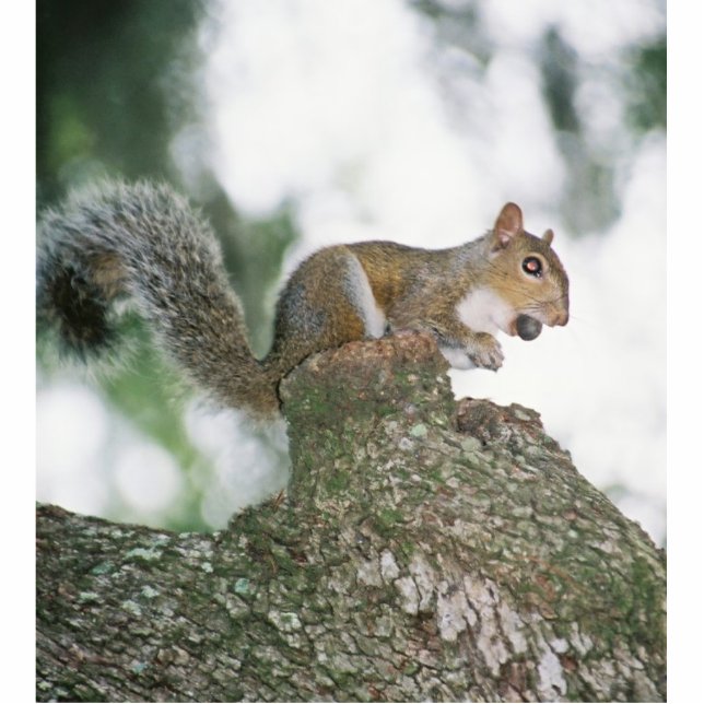 Eichhörnchen, das Nuss isst Freistehende Fotoskulptur (Vorne)