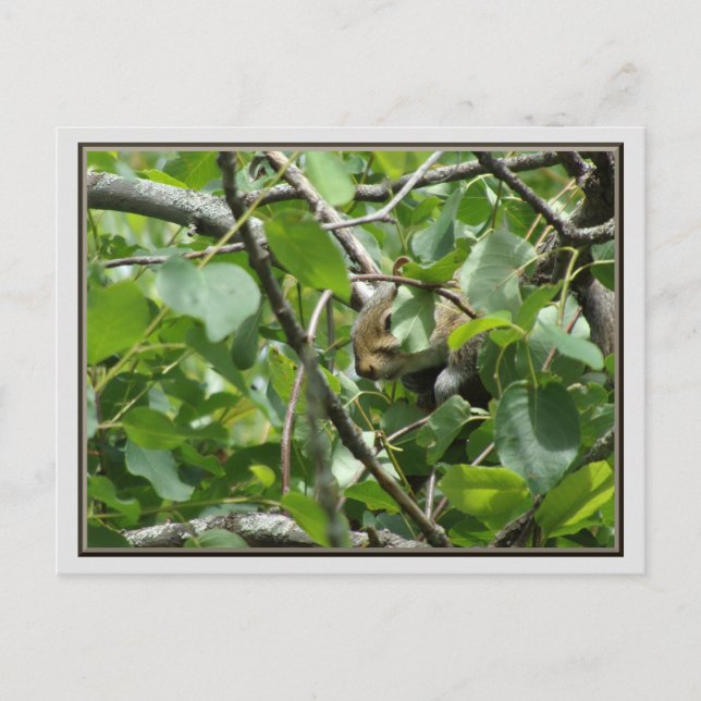 Eichhörnchen, das sich in einer Tree-Postkarte ver Postkarte (Vorderseite)