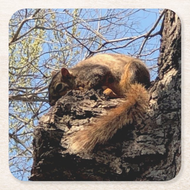 Eichhörnchen Drink Untersetzer (Vorderseite)