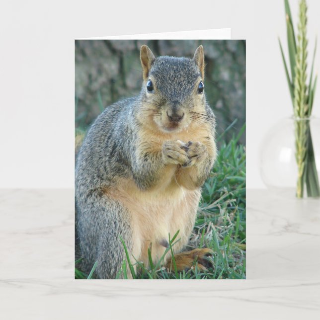 Eichhörnchen Eichhörnchen Acorns Jede Anlässe Karte (Vorderseite)
