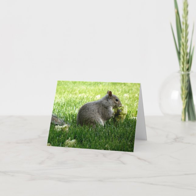 Eichhörnchen essen Blume (Vorderseite)