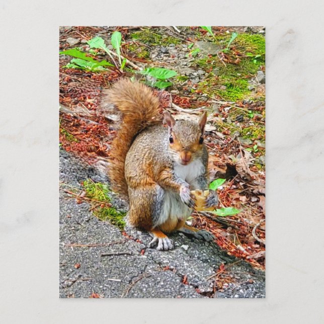 Eichhörnchen essen postkarte (Vorderseite)