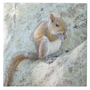 Eichhörnchen essen Tile Fliese