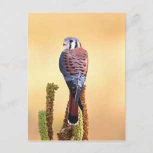 Eichhörnchen, Falco sparverius, Ureinwohner der US Postkarte