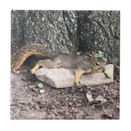 Eichhörnchen Fliese