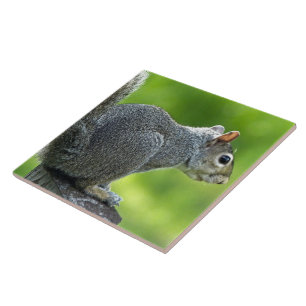 Eichhörnchen Fliese