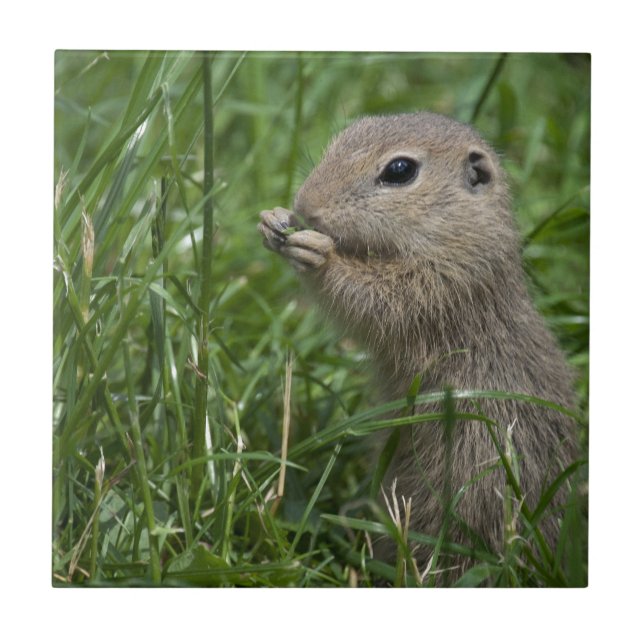 Eichhörnchen Fliese (Vorderseite)