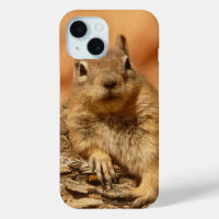Eichhörnchen-Foto