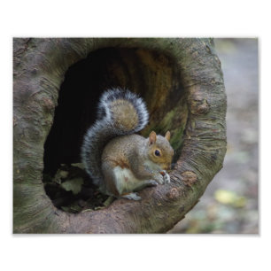 Eichhörnchen-Foto-Druck Fotodruck