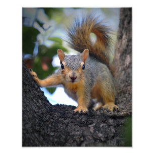 Eichhörnchen Fotodruck