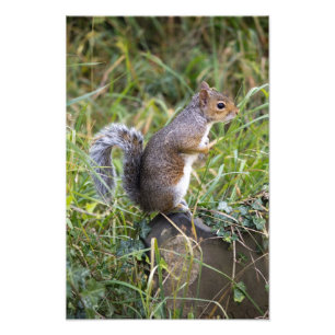 Eichhörnchen Fotodruck