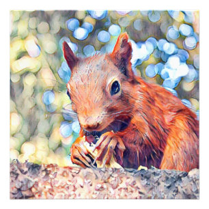 Eichhörnchen Fotodruck
