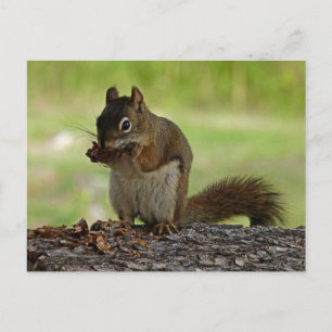 Eichhörnchen frisst Zapfen Postkarte